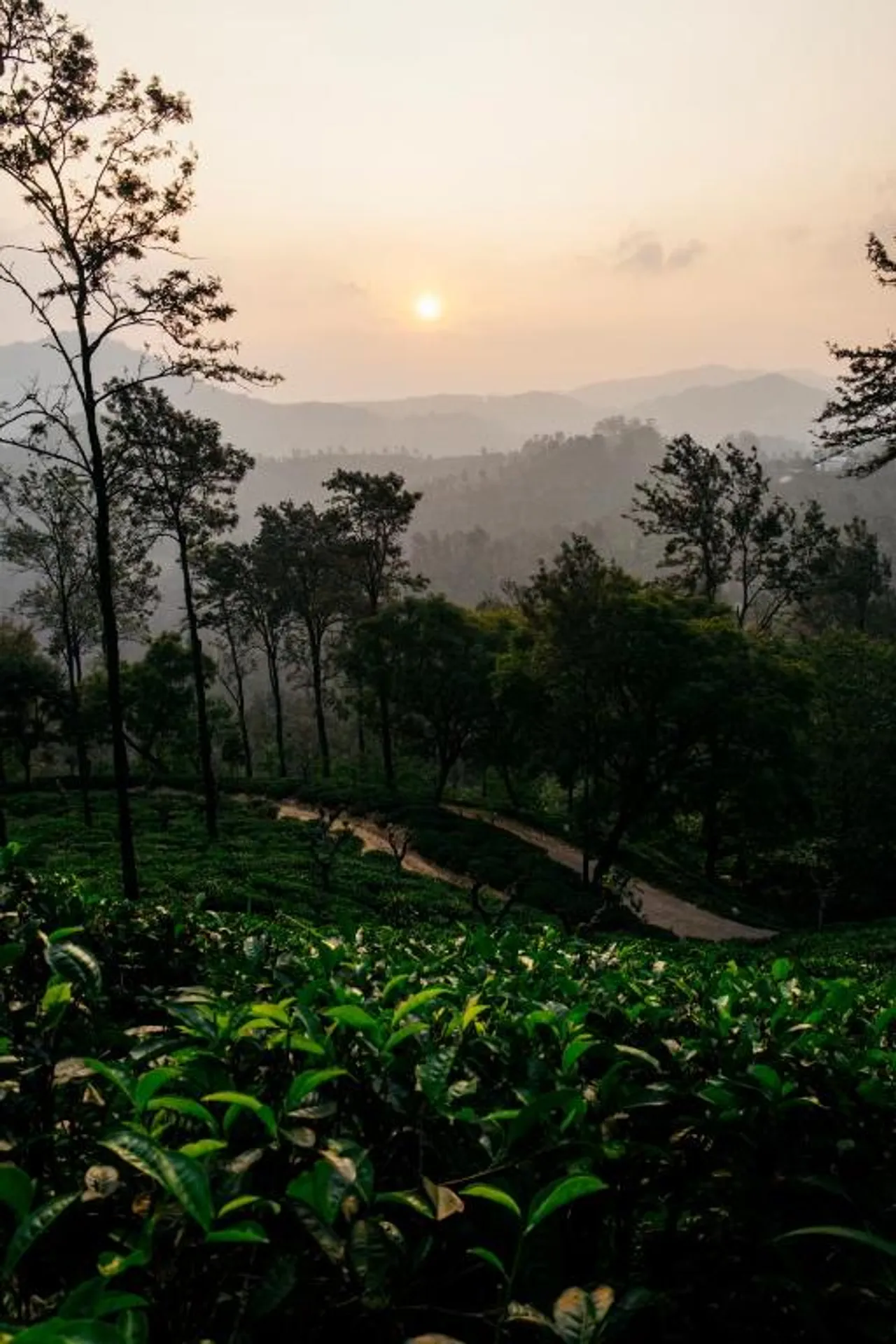 The Mountain View and the Tea Fields